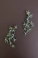 11. Kolczyki Wandering Star Silver Grey 