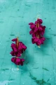 1-Kolczyki-jedwabne-kwiaty-Baby-Echo-Pink-Peacock-silk-flowers-Earrings-399pln