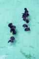 12-Kolczyki-jedwabne-kwiaty-Somei-Shadow-Purple-silk-flowers-Earrings-399pln